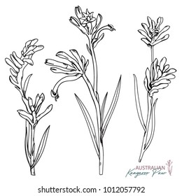Hand-drawn Pink Kangaroo Paw isolated on a white background