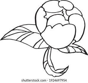 Flor de pión dibujada a mano en vector