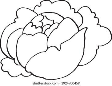 Hand-drawn pion blossom in vector
