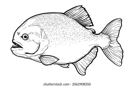 Hand-drawn Piranha. Black and white. Vector sketch of a fish isolated on a white background.