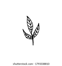 Hand-drawn plant. Doodle image of a flower. Floral vector for web, textiles, postcards, prints. Abstract plants, leaves, flowers.