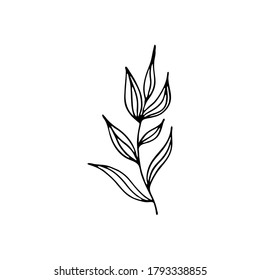 Hand-drawn plant. Doodle image of a flower. Floral vector for web, textiles, postcards, prints. Abstract plants, leaves, flowers.