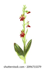 Hand-drawn plant Fly Orchid. Drawn with colored lead pencils.