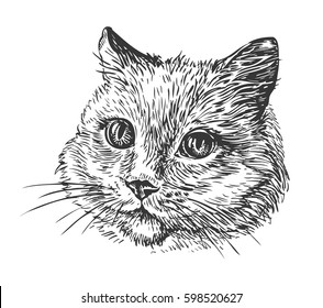 Hand-drawn portrait of cat. Sketch vector illustration