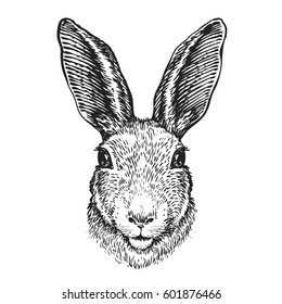 Hand  drawn portrait rabbit  Easter bunny  sketch  Vector illustration