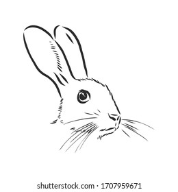 Hand-drawn portrait of rabbit. Vector illustration. portrait of a hare, head of a hare vector sketch illustration