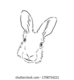 Hand-drawn portrait of rabbit. Vector illustration. portrait of a hare, head of a hare vector sketch illustration