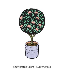 Hand-drawn potted fruit tree topiary illustration. Home gardening, landscape design, nature decoration, horticulture. Ready to use vector art template.