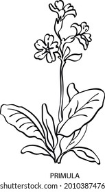 A hand-drawn Primula vulgaris flower .Elements of the installation design. The botanical logo.