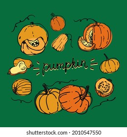 Calabazas dibujadas a mano en tonos amarillos y naranjas oscuros, contorno gris oscuro. Calabazas enteras, mitades, cuñas de semillas y tallo de rizos. Ilustración vectorial brillante en un fondo verde. Elementos aislados