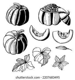 Calabazas dibujadas a mano con flores y hojas. Ilustración de esbozo del vector. 