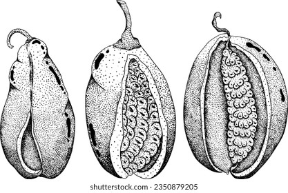 Akebia púrpura dibujada a mano (Akebia quinata). Esbozo aislado de fruta de Akebi con baya exótica japonesa de arbusto de vid de chocolate.Ilustración de grabado vectorial.