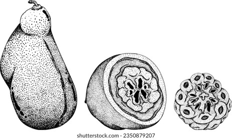 Akebia púrpura dibujada a mano (Akebia quinata). Esbozo aislado de fruta de Akebi con baya exótica japonesa de arbusto de vid de chocolate.Ilustración de grabado vectorial.