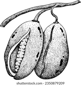 Akebia púrpura dibujada a mano (Akebia quinata). Esbozo aislado de fruta de Akebi con baya exótica japonesa de arbusto de vid de chocolate.Ilustración de grabado vectorial.