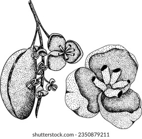 Akebia púrpura dibujada a mano (Akebia quinata). Esbozo aislado de fruta de Akebi con baya exótica japonesa de arbusto de vid de chocolate.Ilustración de grabado vectorial.