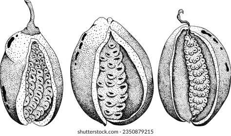 Akebia púrpura dibujada a mano (Akebia quinata). Esbozo aislado de fruta de Akebi con baya exótica japonesa de arbusto de vid de chocolate.Ilustración de grabado vectorial.