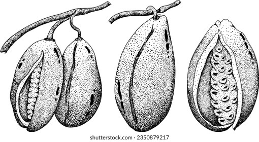 Akebia púrpura dibujada a mano (Akebia quinata). Esbozo aislado de fruta de Akebi con baya exótica japonesa de arbusto de vid de chocolate.Ilustración de grabado vectorial.