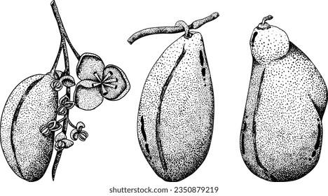 Akebia púrpura dibujada a mano (Akebia quinata). Esbozo aislado de fruta de Akebi con baya exótica japonesa de arbusto de vid de chocolate.Ilustración de grabado vectorial.