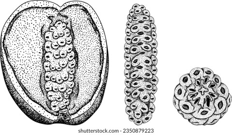 Akebia púrpura dibujada a mano (Akebia quinata). Esbozo aislado de fruta de Akebi con baya exótica japonesa de arbusto de vid de chocolate.Ilustración de grabado vectorial.