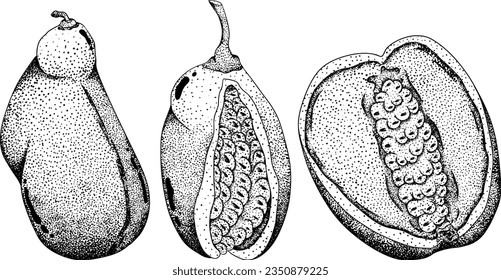 Akebia púrpura dibujada a mano (Akebia quinata). Esbozo aislado de fruta de Akebi con baya exótica japonesa de arbusto de vid de chocolate.Ilustración de grabado vectorial.