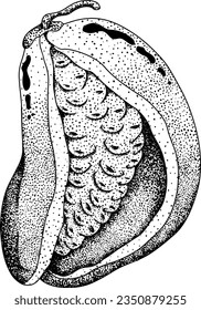 Akebia púrpura dibujada a mano (Akebia quinata). Esbozo aislado de fruta de Akebi con baya exótica japonesa de arbusto de vid de chocolate.Ilustración de grabado vectorial.