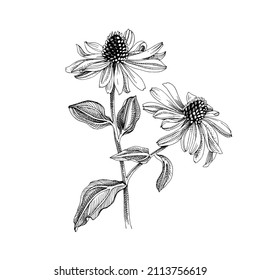 Hand-drawn Purple echinacea. Medicinal herb