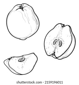 Hand-drawn quince. Whole and cut ripe fruit. Vector illustration.