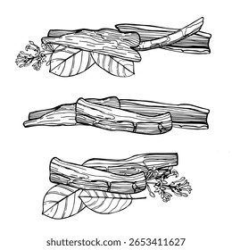 Árvore de casca de quinino desenhada à mão (Cinchona officinalis). Ilustração de esboço vetorial.