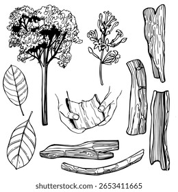 Árvore de casca de quinino desenhada à mão (Cinchona officinalis). Ilustração de esboço vetorial.