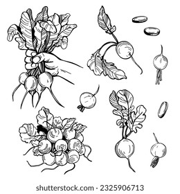 Hand-drawn radish set on white background. Vector sketch  illustration. 
