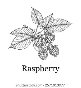 Hand-drawn raspberry illustration. Line art. Fresh fruit design. Engraving