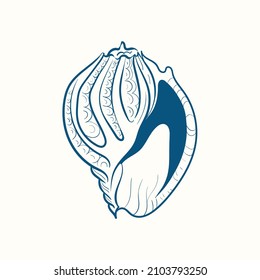 Hand-drawn realistic seashells. Shells of mollusks of various forms: coils, spirals, cone, scallops. Oceans nature in vintage style. 