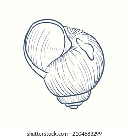 Hand-drawn realistic seashells. Shells of mollusks of various forms: coils, spirals, cone, scallops. Oceans nature in vintage style. 