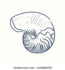 Hand-drawn realistic seashells. Shells of mollusks of various forms: coils, spirals, cone, scallops. Oceans nature in vintage style. 