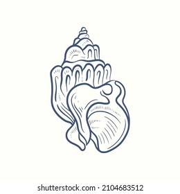 Hand-drawn realistic seashells. Shells of mollusks of various forms: coils, spirals, cone, scallops. Oceans nature in vintage style. 