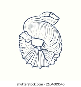 Camaradas realistas hechas a mano. Conchas de moluscos de diversas formas: bobinas, espirales, cono, vieiras. Naturaleza oceánica de estilo vintage. 