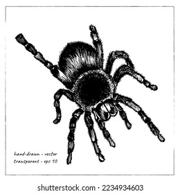 Hand-drawn realistic spider. Black tarantula.