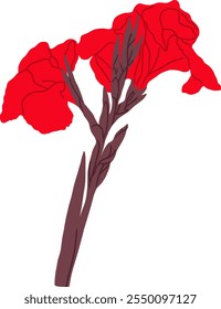 Desenhado à Mão de Red Canna Lily Flower Illustration