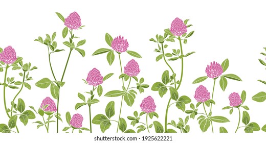 
Hand-drawn red clover on a white background border seamless pattern. Vector illustration of a melliferous flower. Floral background. Bee garden.