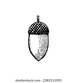 Hand-drawn retro illustration of acorns