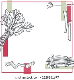 Hand-drawn rhubarb set.  Vector background. Sketch  illustration.  