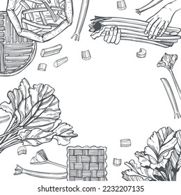Hand-drawn rhubarb set.  Vector background. Sketch  illustration.  