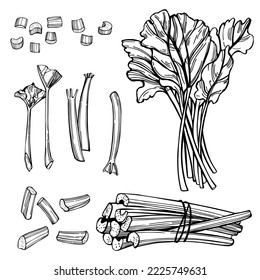 Hand-drawn rhubarb set. Vector sketch  illustration.  