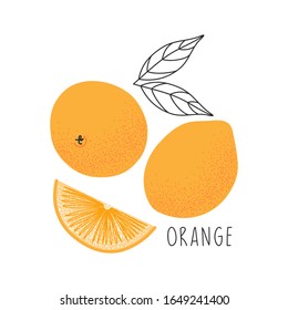 Hand-drawn ripe orange. Juicy citrus fruit. Isolated vector illustration on a white background.
