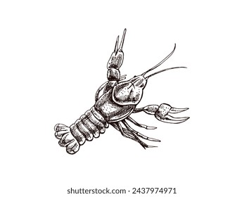 Hand-drawn river crayfish. Vector sketch illustration. Sea collection. Engraved illustrations isolated on white background. Realistic sketches.