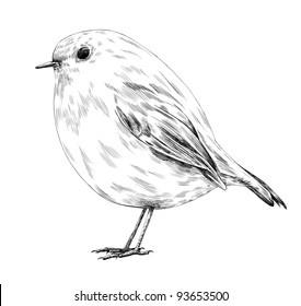 Hand-drawn robin. Vector illustration.