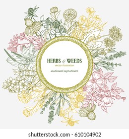 Hand-drawn rope wicker frame with place for text with medicinal herbs and flowers on background, color vector vintage sketch illustration, chamomile, lavender, st john's wort, dog rose and valeriana