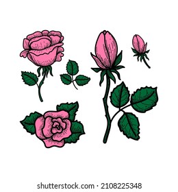 Handgezeichnete Rose im Doodle-Stil. Reihe verschiedener Rosen: Blume, Knospen und Blätter. Valentinstag. Vektorbild von rosafarbenen Rosen auf weißem Hintergrund. 