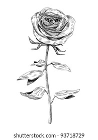 Hand-drawn rose. Vector illustration.