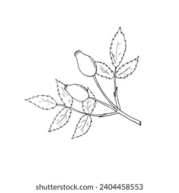 Hand-drawn rosehip vector illustration, in doodle style. Isolated on a white background. 
